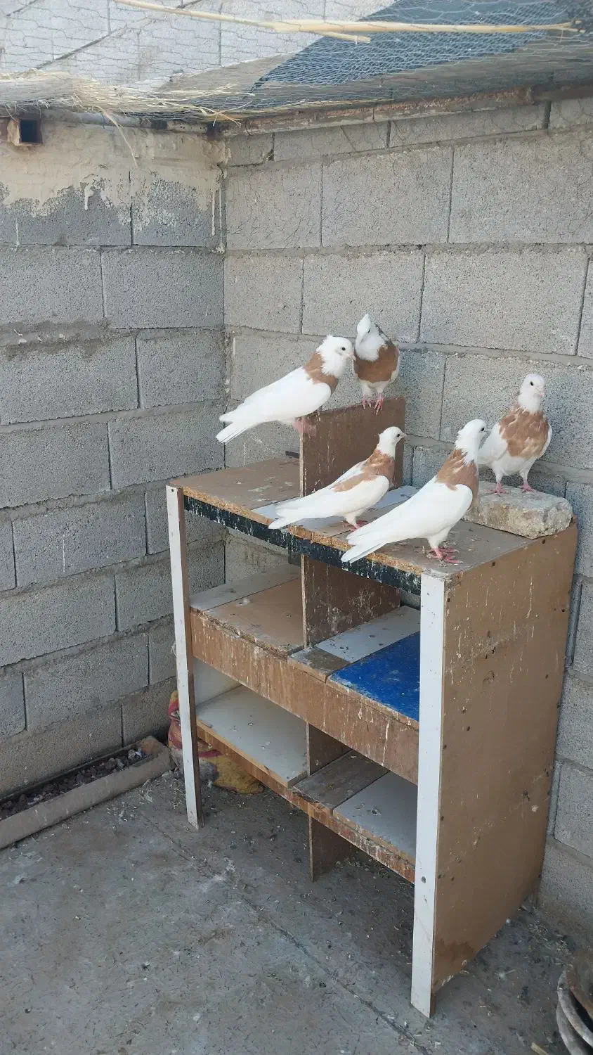 طوقی|پرنده|خواجه, |دیوار