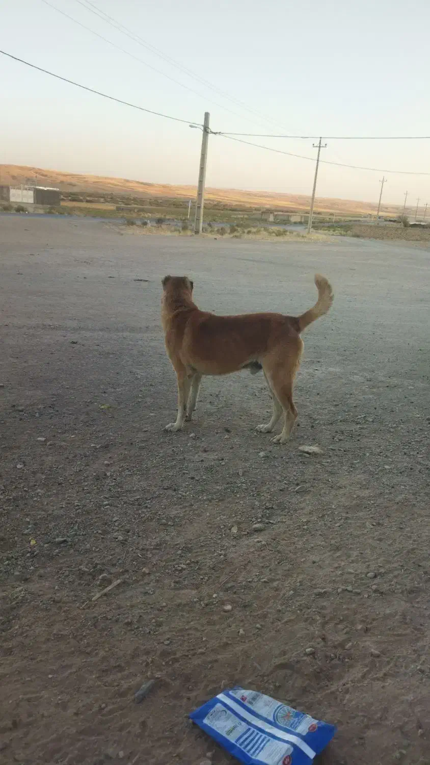 سگ گله|سگ|بیجار, |دیوار