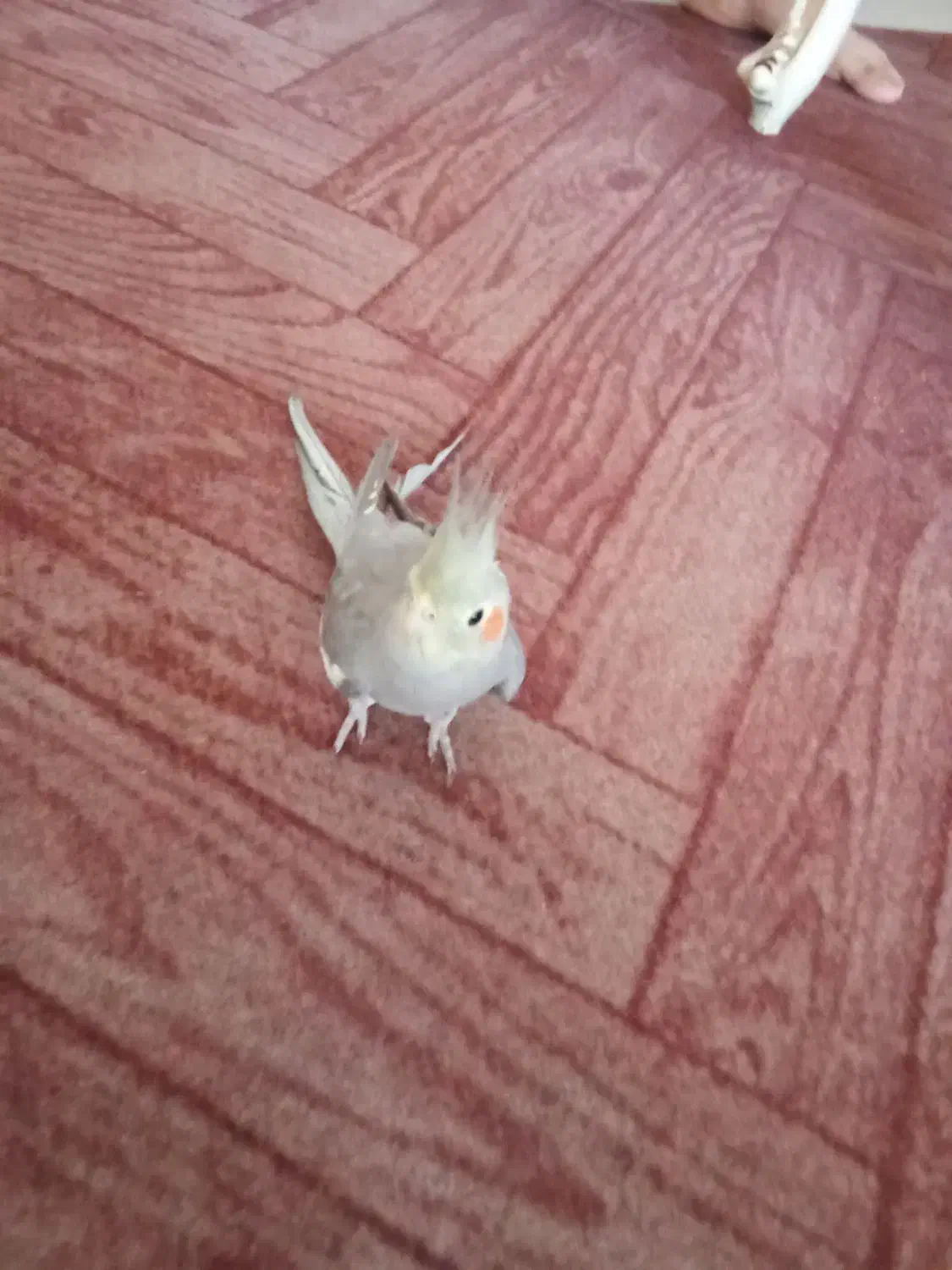 موکت پارکتی|موکت|محمدیه-قزوین, |دیوار