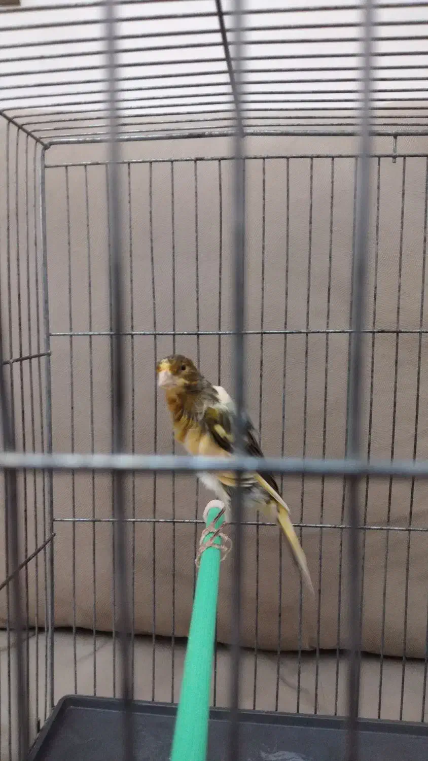 قناری ماده ابلق|پرنده|قزوین, |دیوار