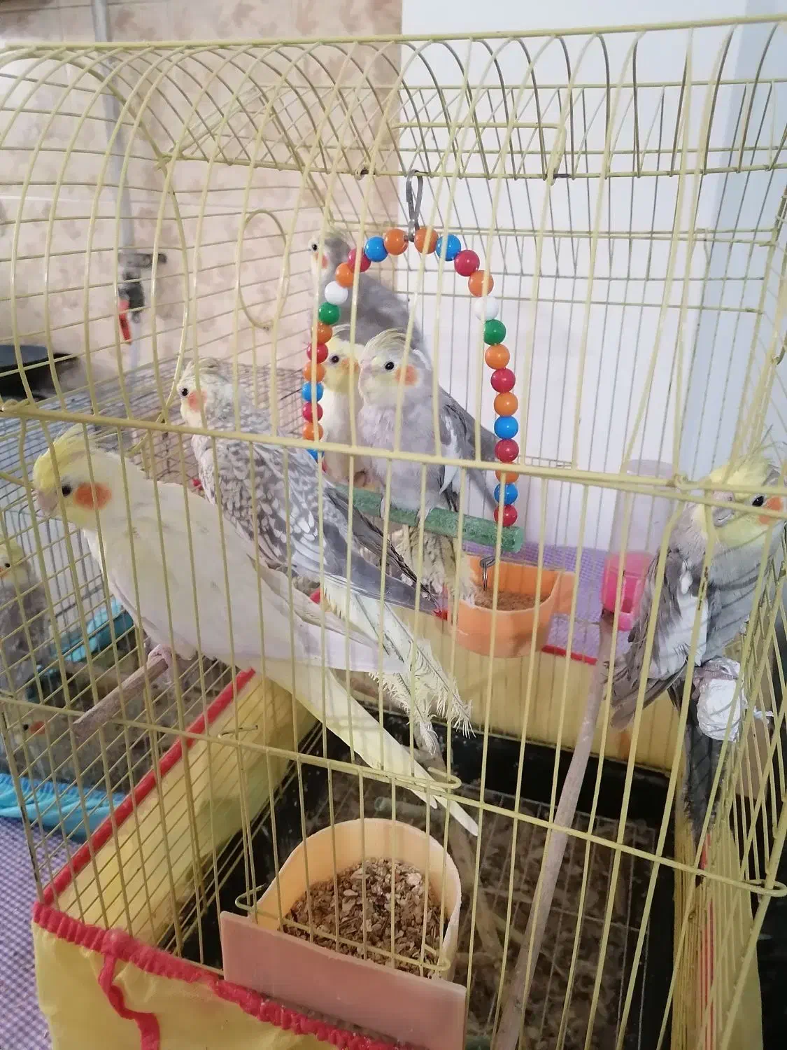 عروس هلندی|پرنده|قائمشهر, |دیوار