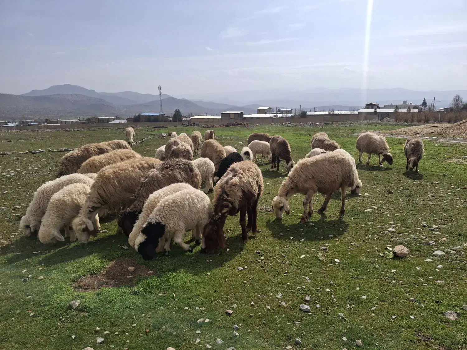 میش وبره|حیوانات مزرعه|چگنی, |دیوار