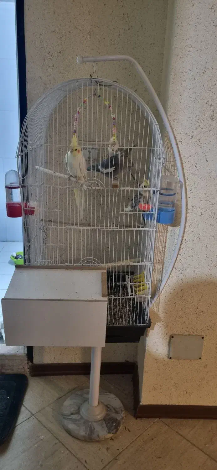 دو جفت عروس هلندی تازه بالغ با قفس و پایش|پرنده|فولادشهر, مسکن مهر فولادشهر|دیوار