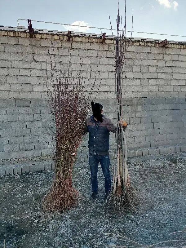 درختان مثمر نهالستان بادام|خدمات باغبانی و درختکاری|فارسان, |دیوار