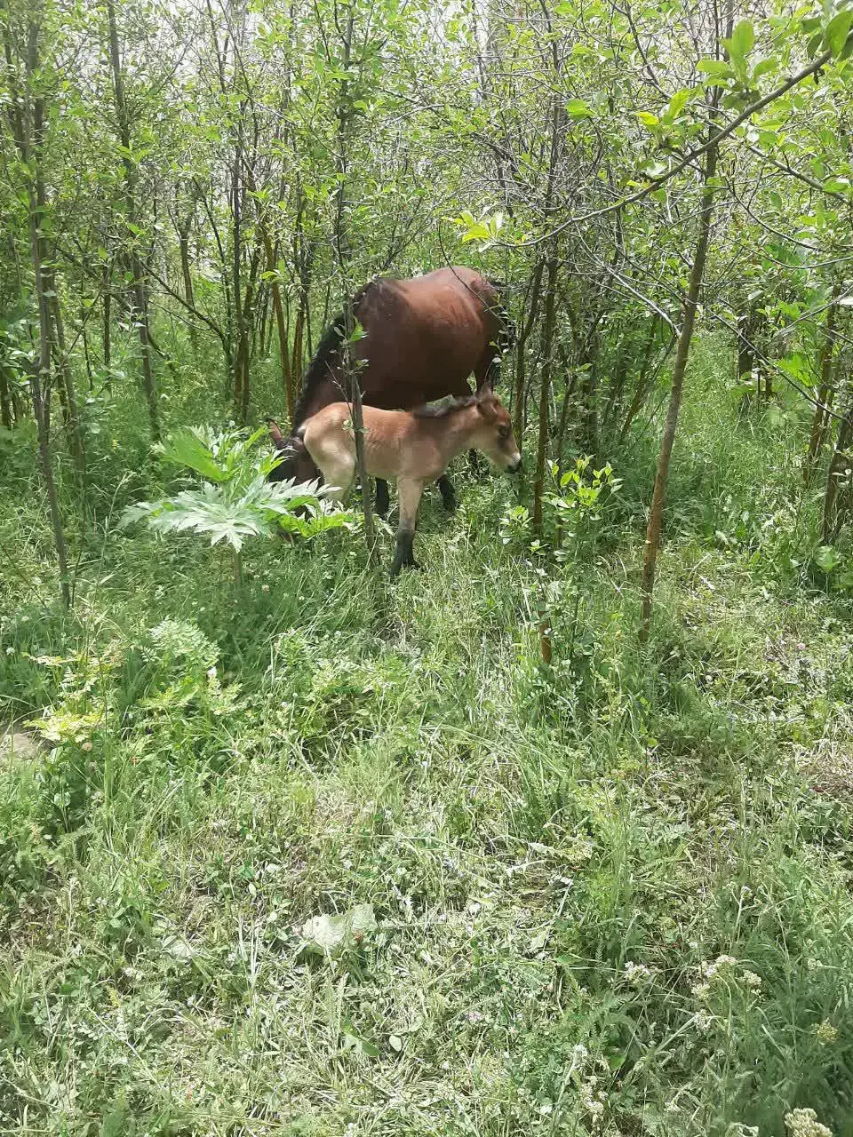 مادیون کرد 5سال|اسب و تجهیزات اسبسواری|کرج, بنیاد|دیوار