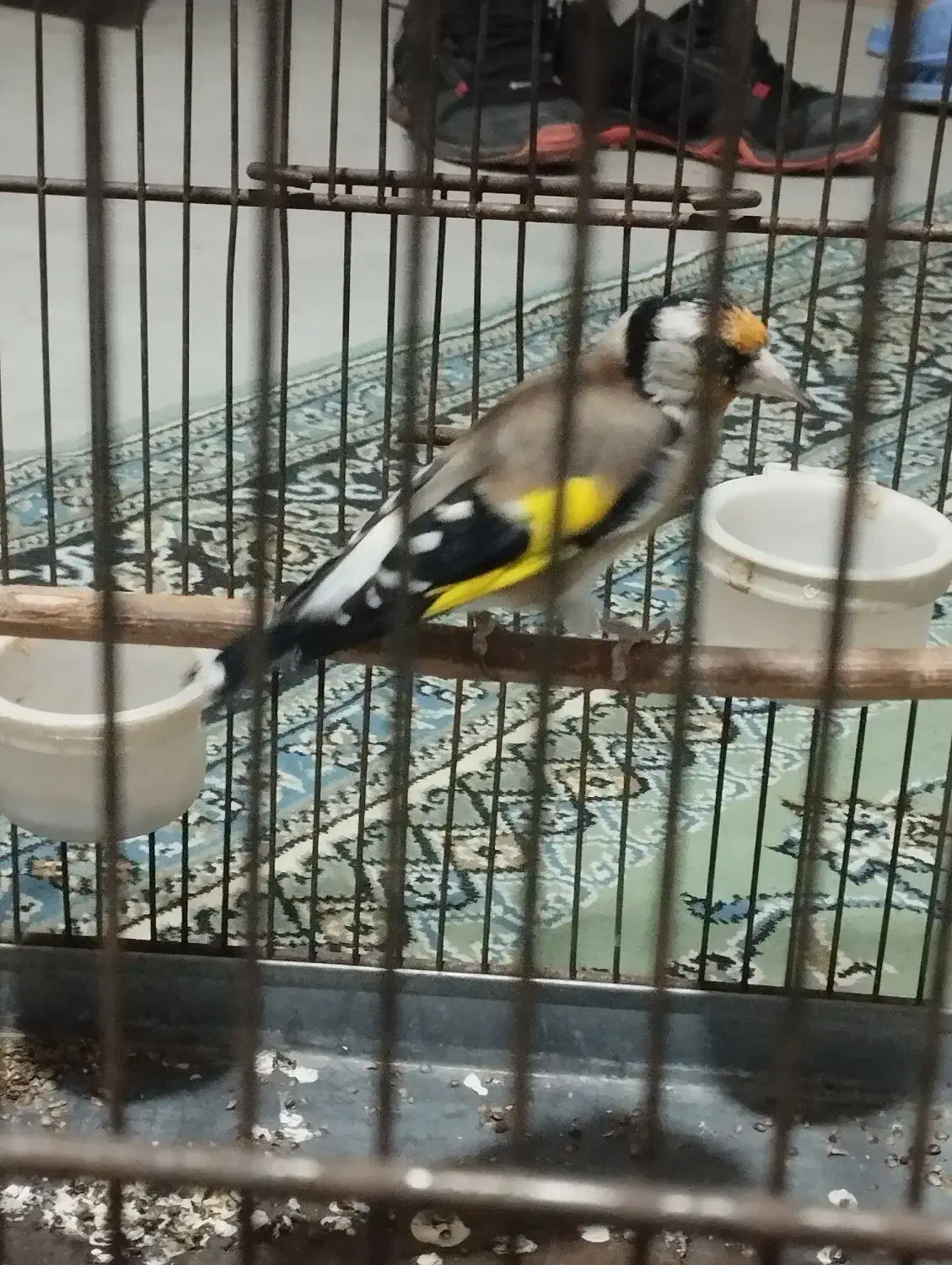 سهره|پرنده|قرچک, داوود آباد|دیوار