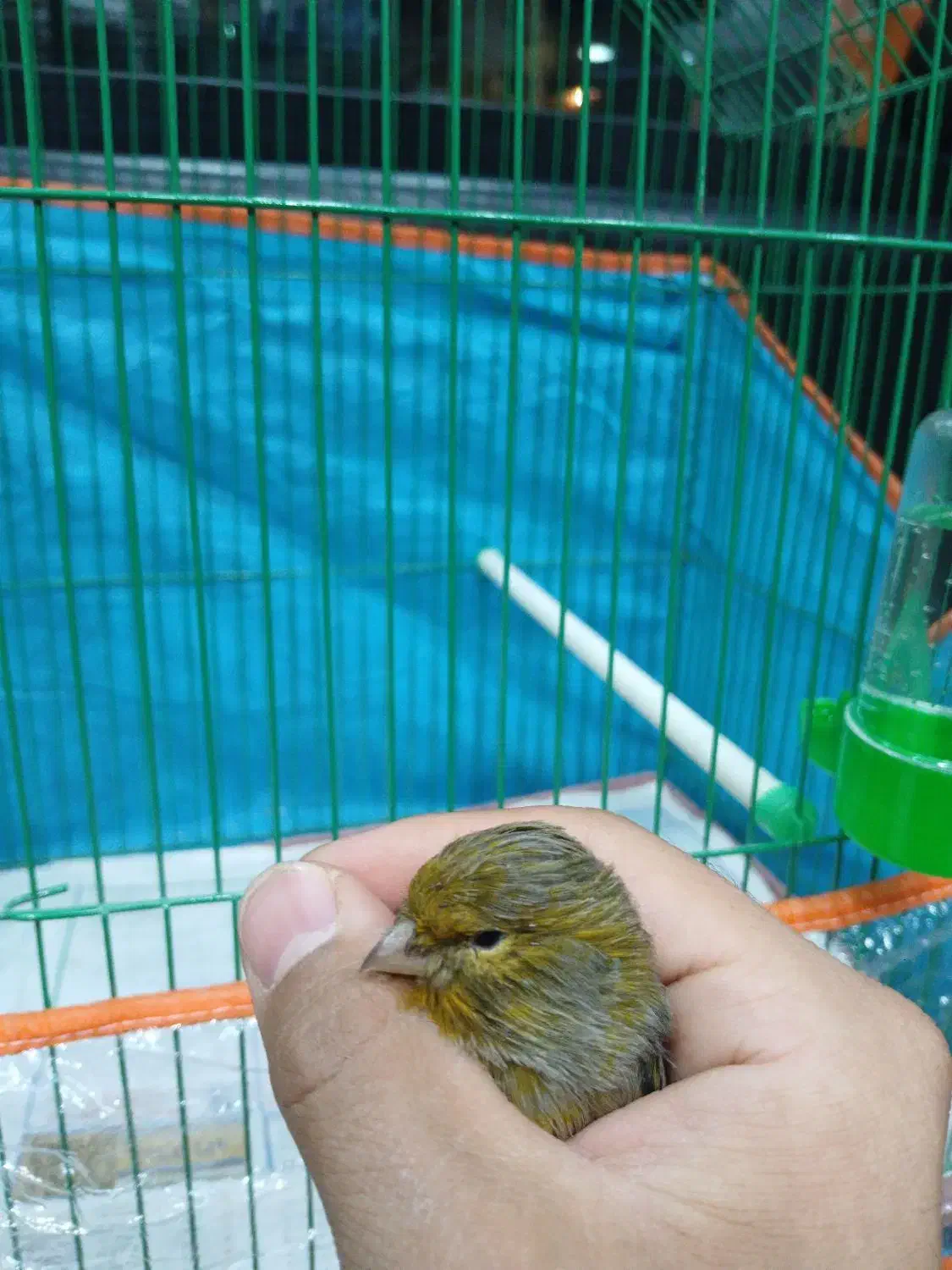 قناری قناری|پرنده|شاهرود, |دیوار