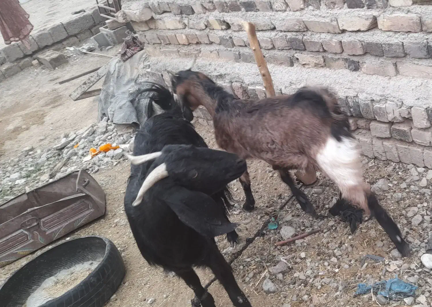 گوسفند|حیوانات مزرعه|ایرانشهر, |دیوار