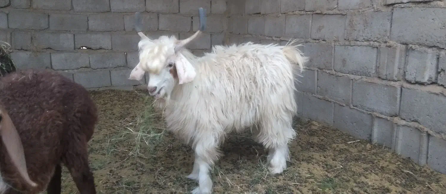 فروش  گوسفند|حیوانات مزرعه|نرماشیر, |دیوار