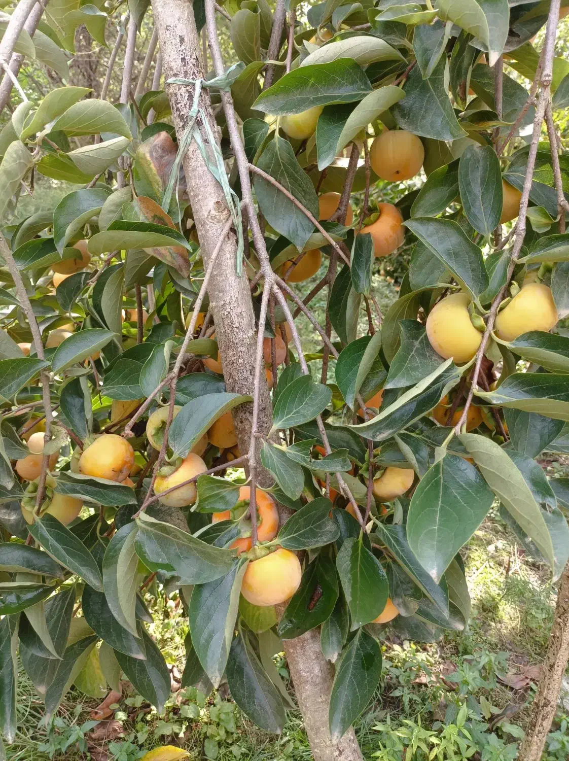 خرمالو|حراج|رشت, حومه رشت|دیوار