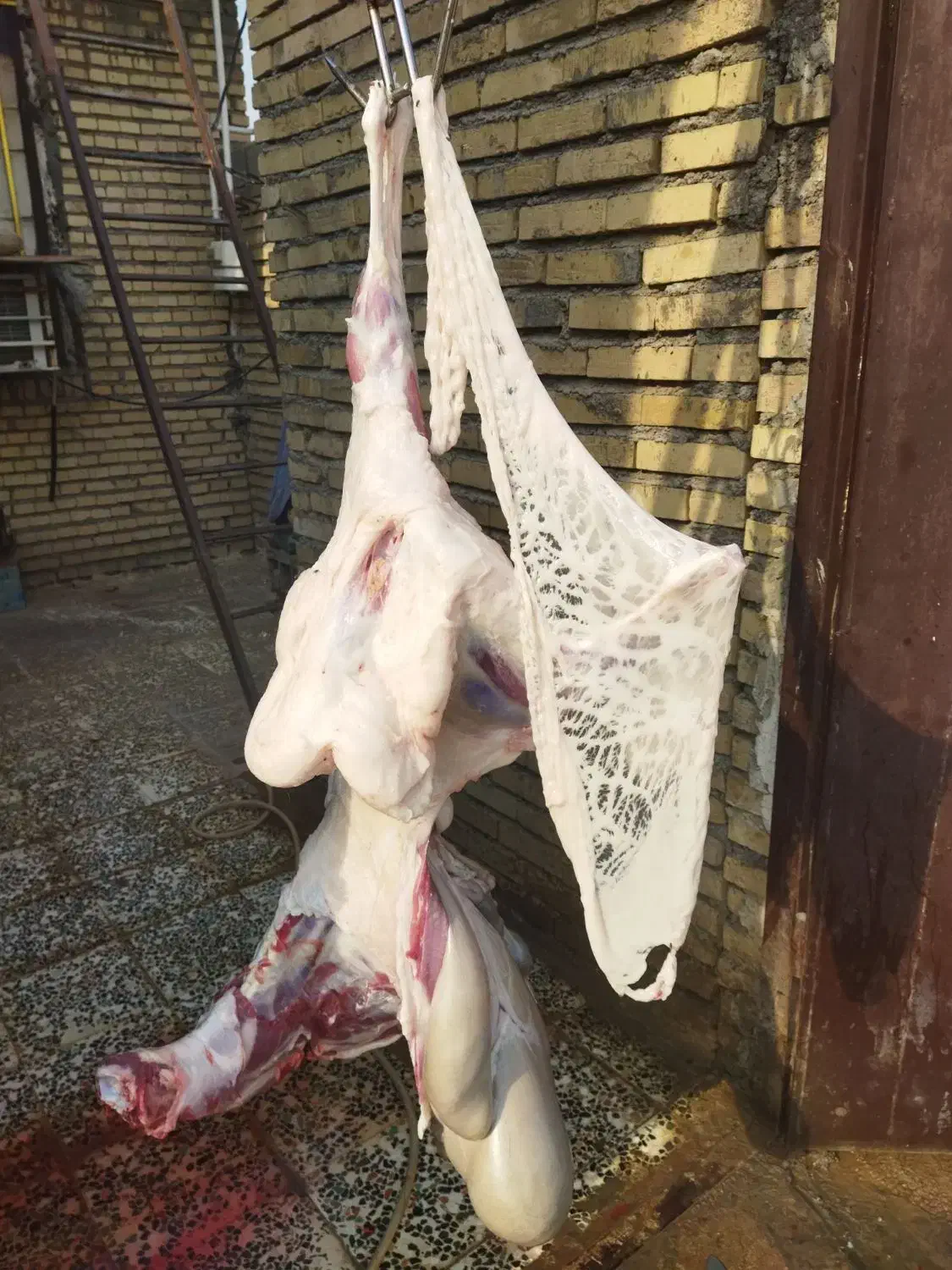 چپش بز بره درجه یک ایلاق|حیوانات مزرعه|اندیمشک, |دیوار