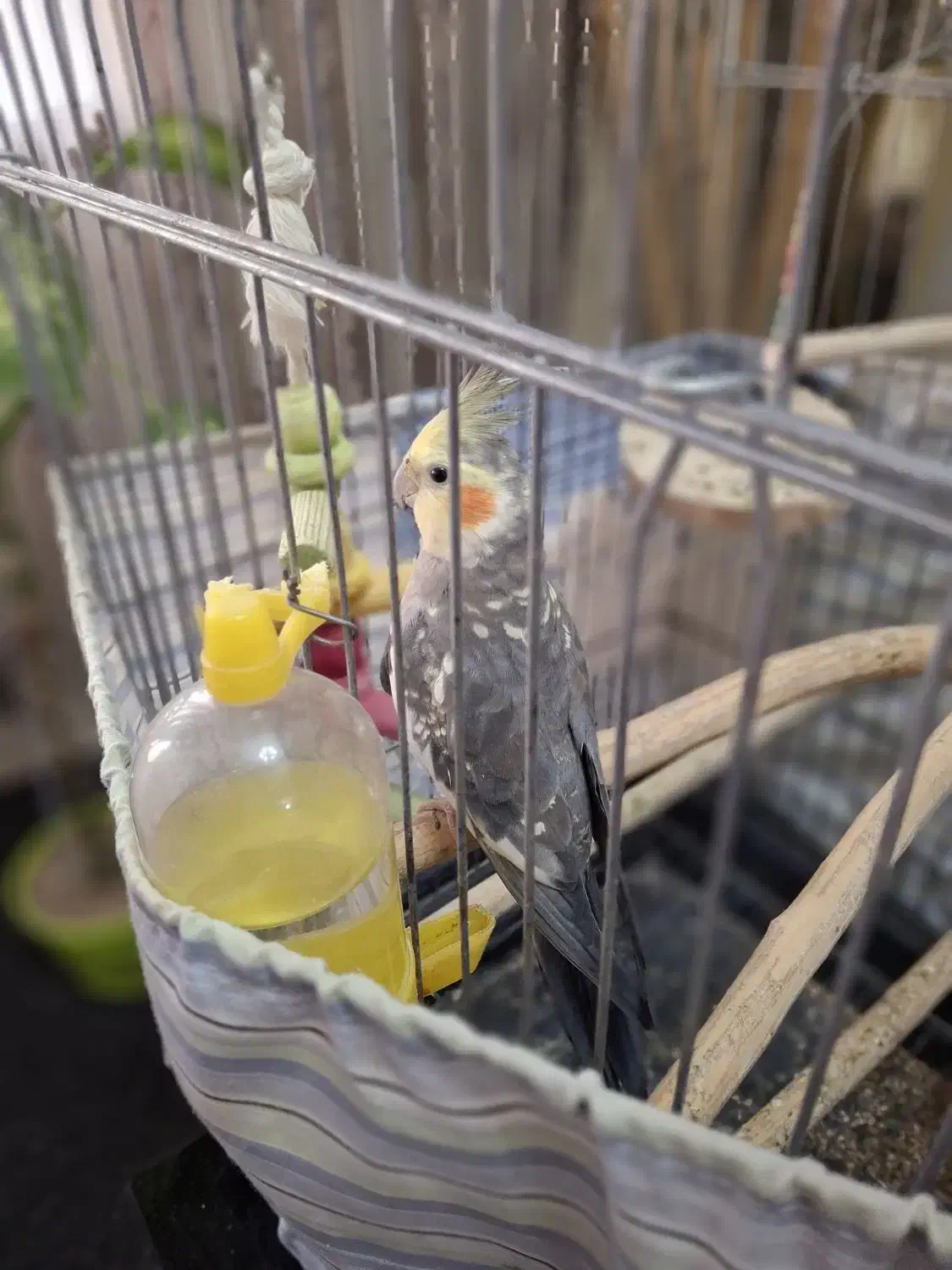 عروس هلندی گلباقالی نر سخنگو|پرنده|رباط‌کریم, شهرک درخشان|دیوار