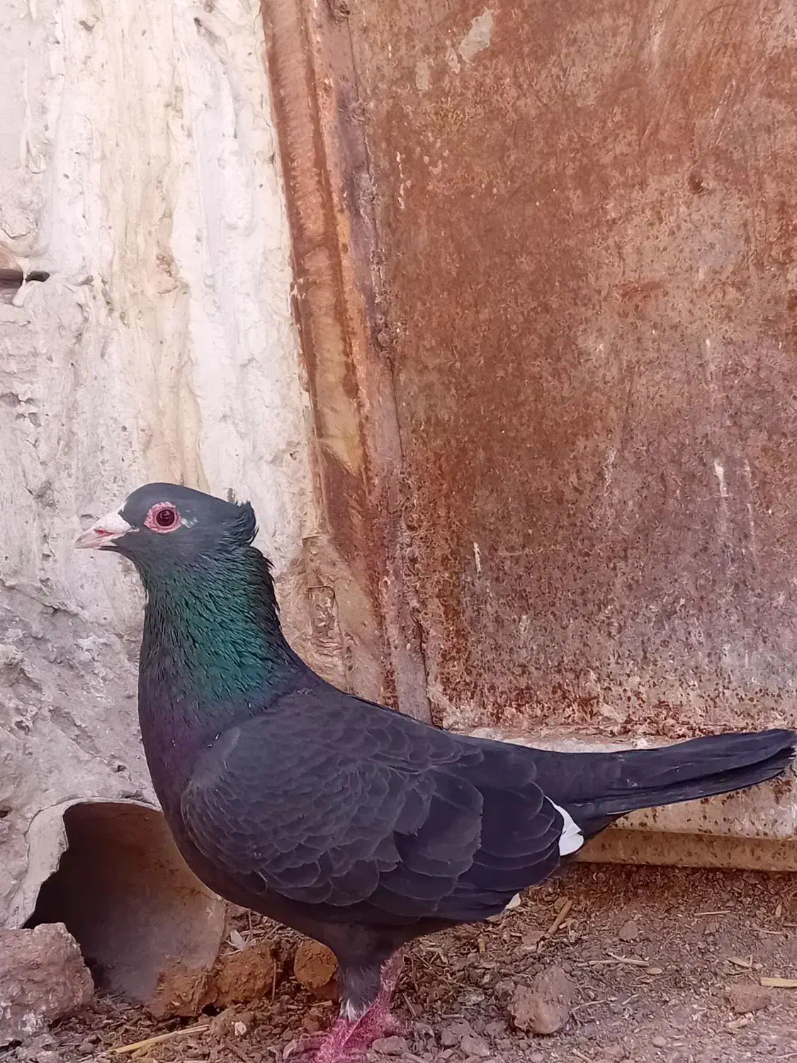 نرکفتر|پرنده|قائن, |دیوار