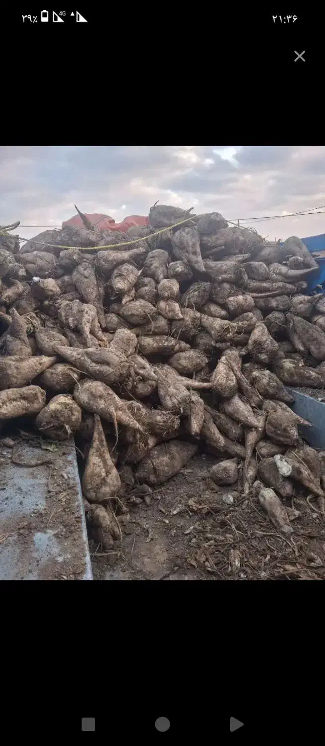 چغندر|حراج|شیروان (خراسان), |دیوار