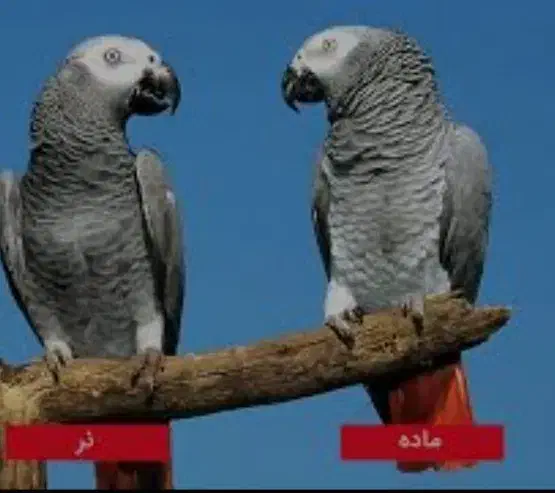 تعیین جنسیت پرنده ها|فعالیت داوطلبانه|ارومیه, |دیوار