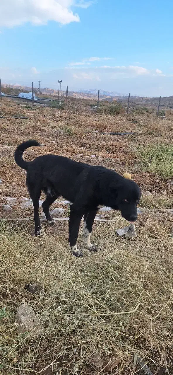 سگ قهدریجانی|سگ|ماهنشان, |دیوار