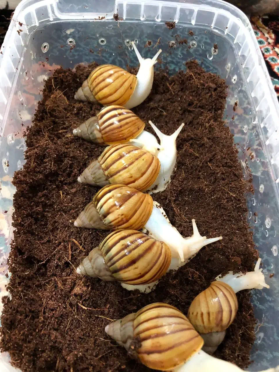 انواع نژاد حلزون و انواع ملزومات نگهداری|لوازم جانبی حیوانات|اهواز, شهرک حفاری|دیوار