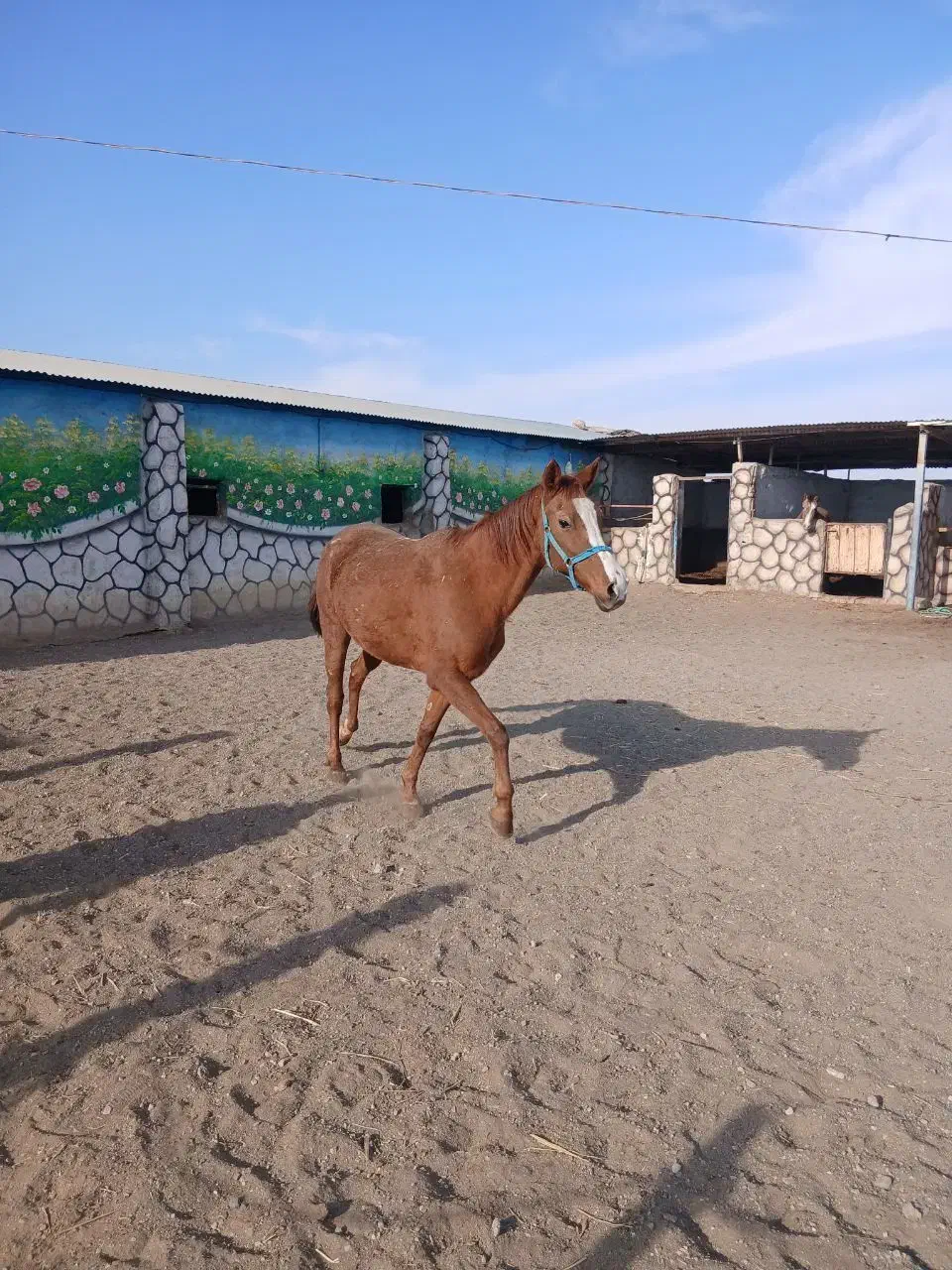 اسب ترکمن|اسب و تجهیزات اسب‌سواری|گناباد, |دیوار