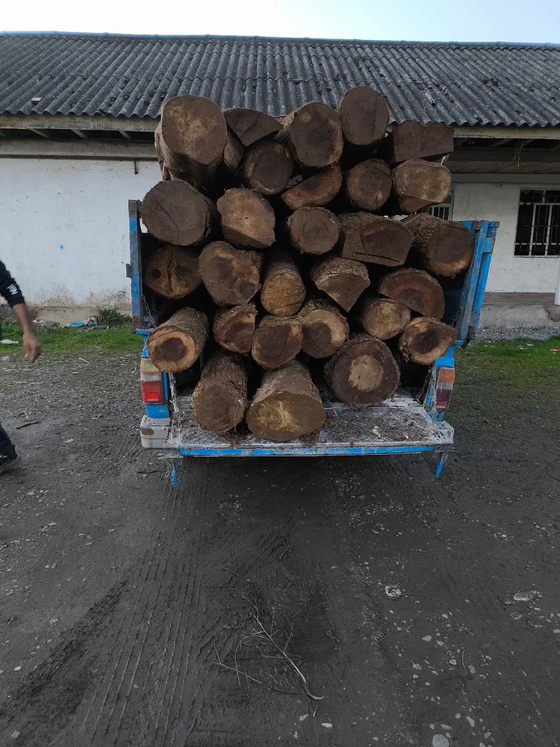 خرید درختان باغی|خدمات باغبانی و درختکاری|لاهیجان, آهندان|دیوار