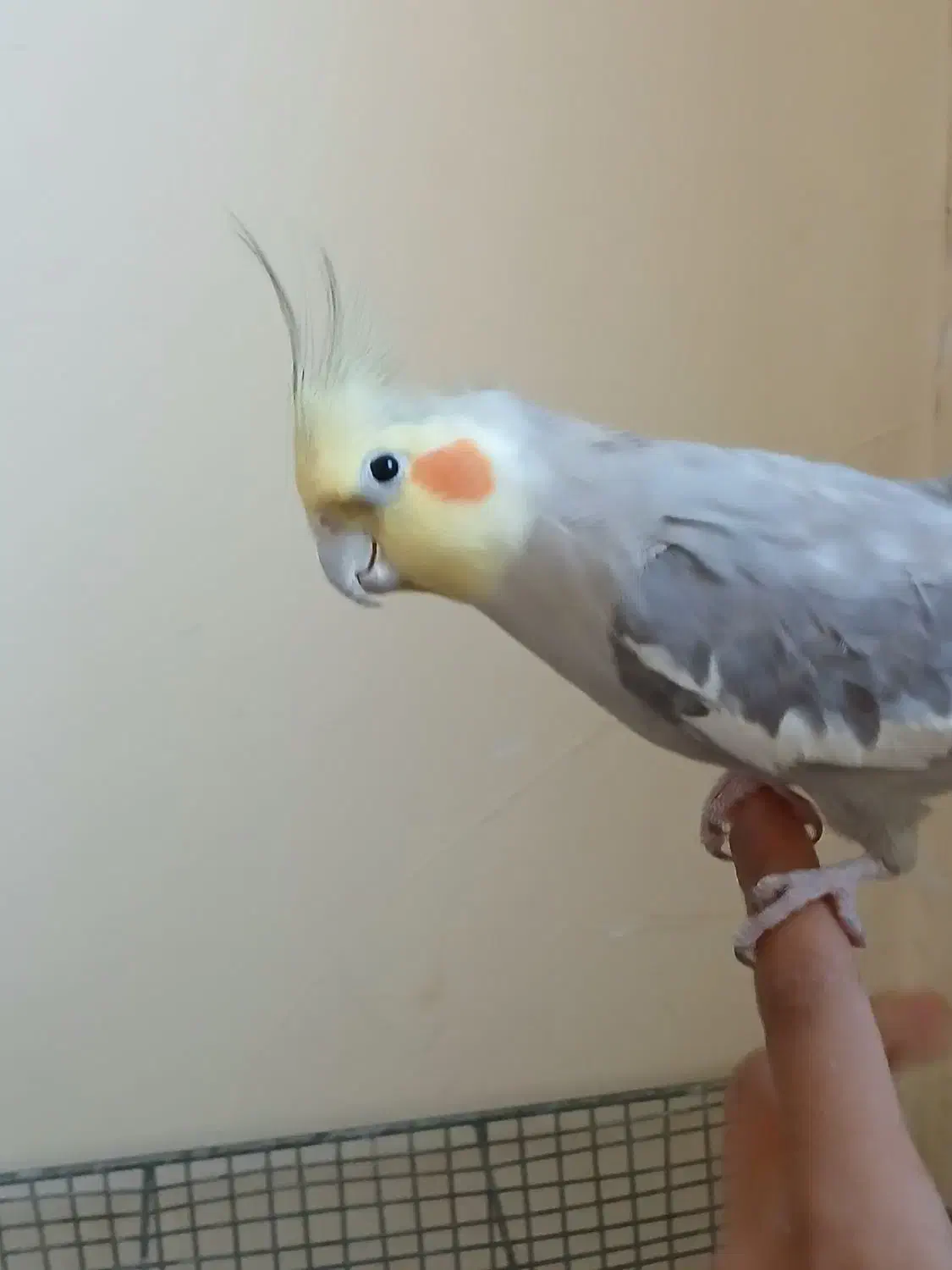 عروس|پرنده|فرمهین, |دیوار