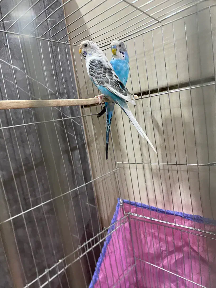 جفت مرغ عشق|پرنده|کرمان, |دیوار