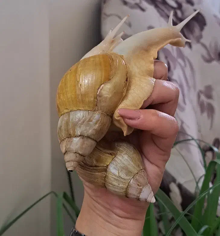 حلزون های البینو همه مولد|خزنده|تهران, مهرآباد|دیوار