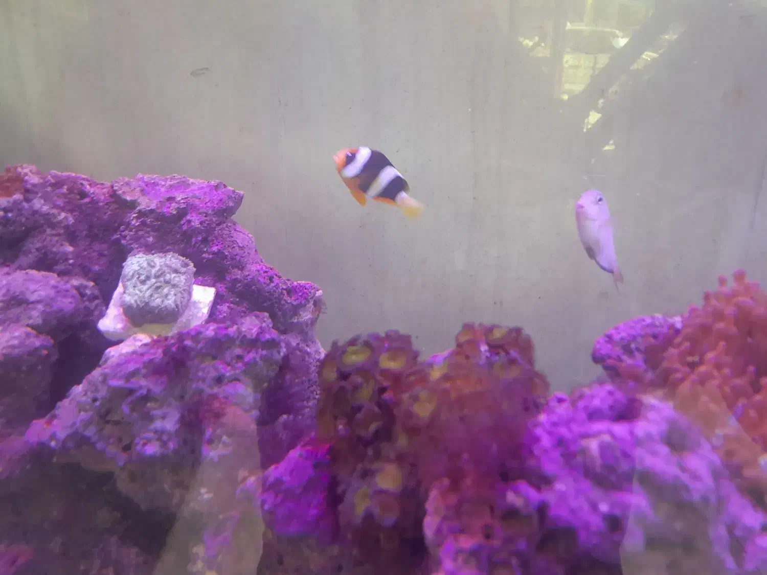 اکواریوم ابشورکامل|ماهی|کرمانشاه, |دیوار