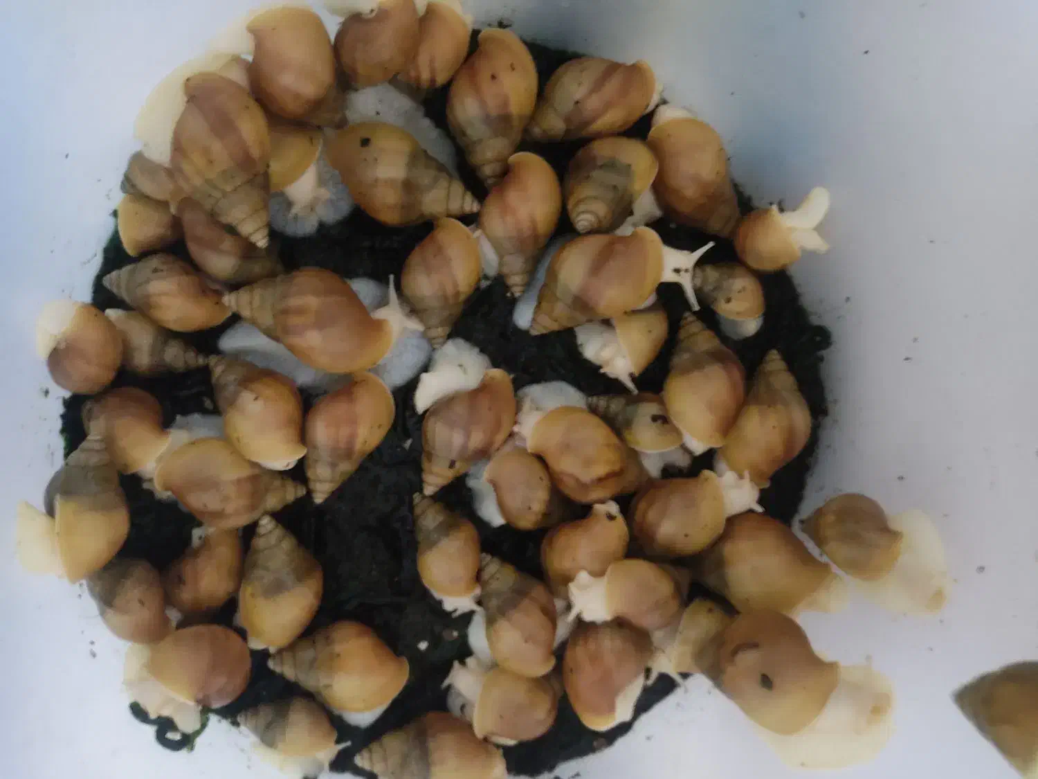 اچاتینا اچاتینا|آرایشی، بهداشتی، درمانی|کرمان, |دیوار