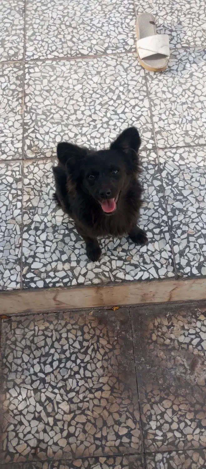 واگذاری سگ پامر اشپیتز روباهی|سگ|بم, |دیوار