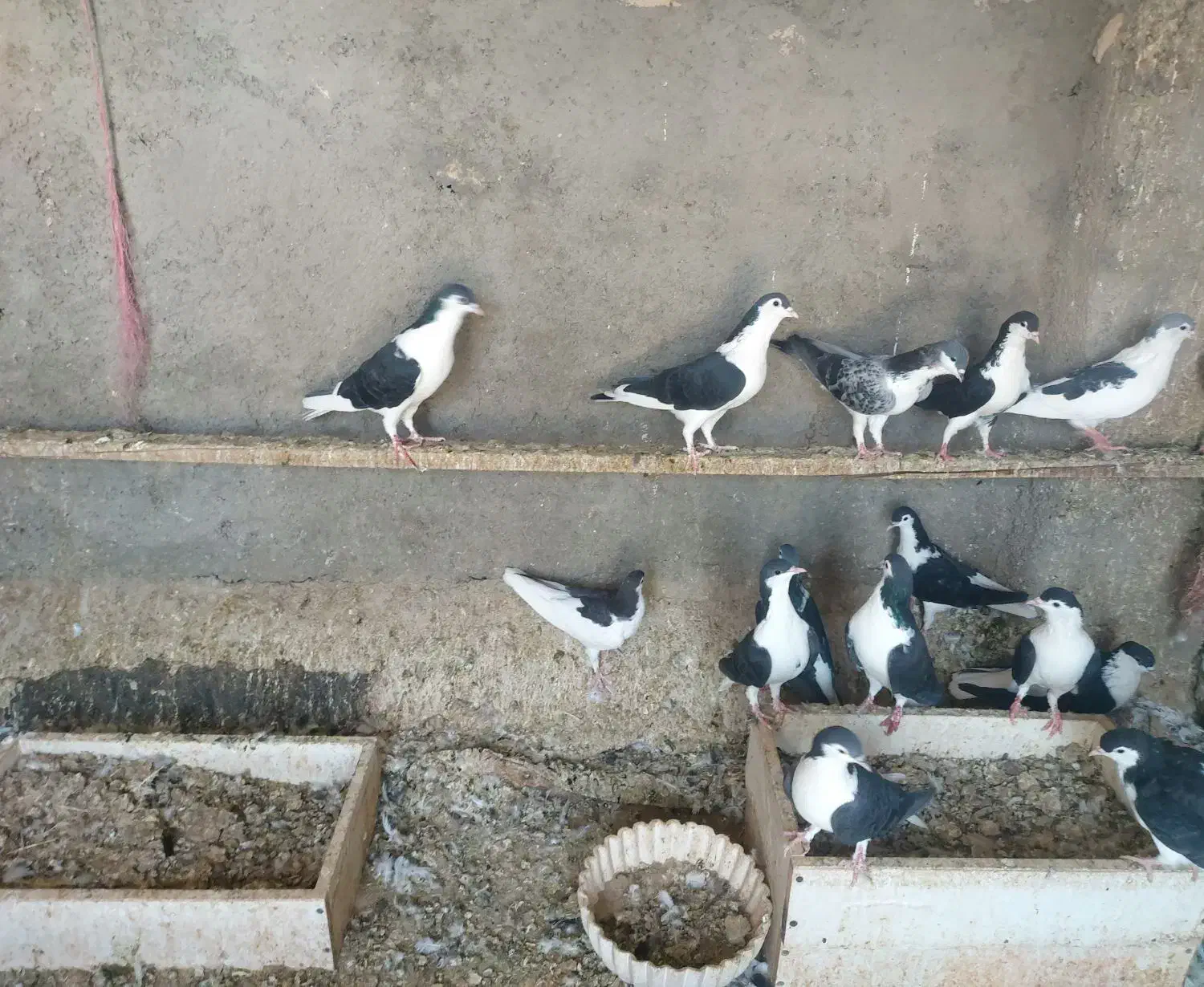 کفتر چادری|پرنده|پاکدشت, پاکدشت (مامازند)|دیوار
