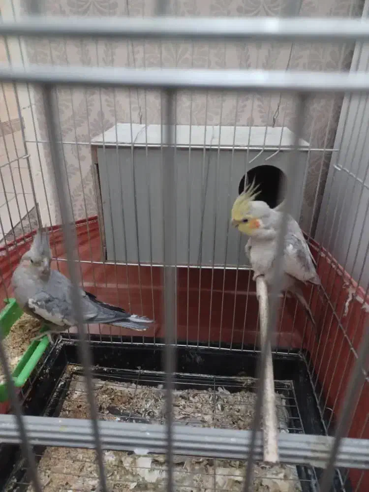 عروس هلندی|پرنده|پردیس, فاز ۴|دیوار