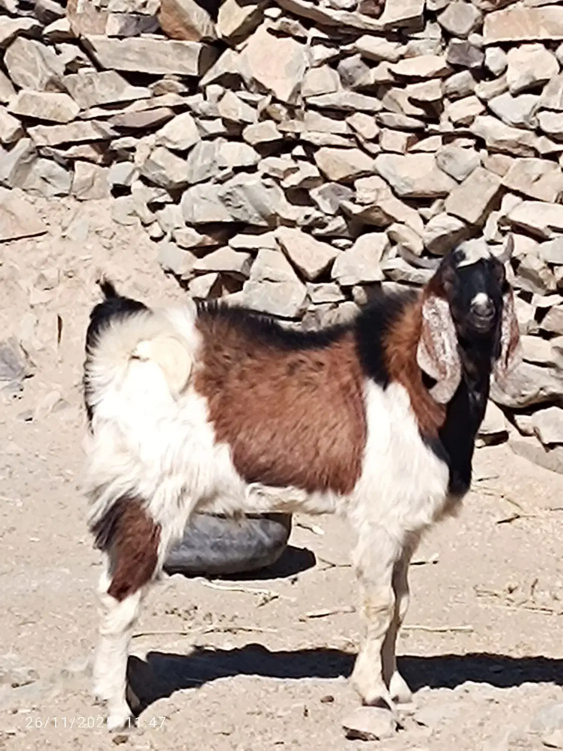 هیکلی|حیوانات مزرعه|سراوان, |دیوار