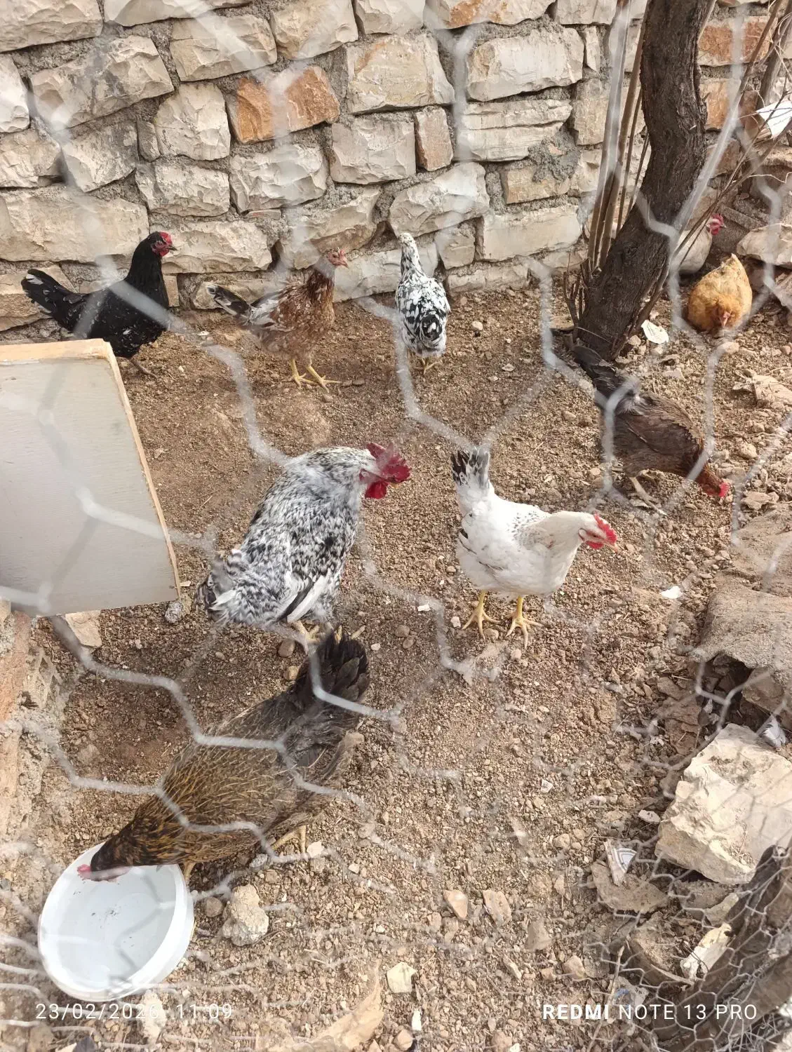 مرغ محلی|حیوانات مزرعه|جوانرود, |دیوار