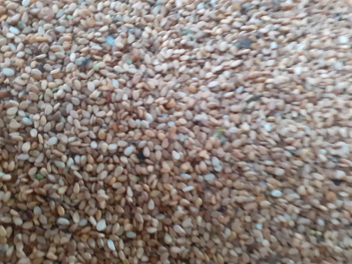 فروش کنجد محلی امساله در حال بر داشت|خوردنی و آشامیدنی|فریم, |دیوار