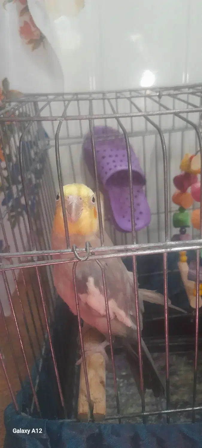 عروس هلندی|پرنده|تهران, آبشار|دیوار