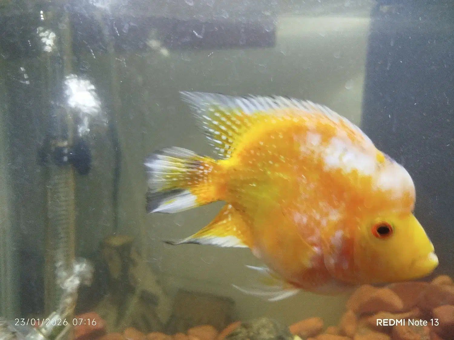 ماهی فلاور باکس|ماهی|مشهد, امام رضا (ع)|دیوار