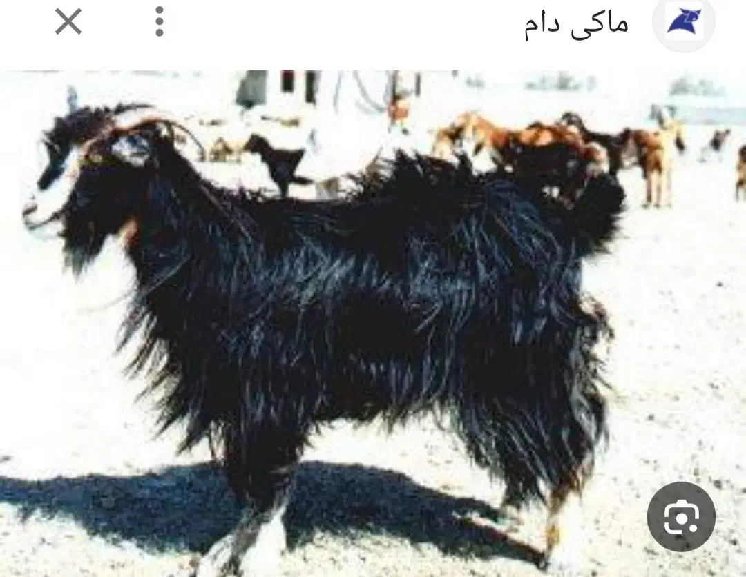 25راس بز گم شده|حیوانات|اندیمشک, |دیوار