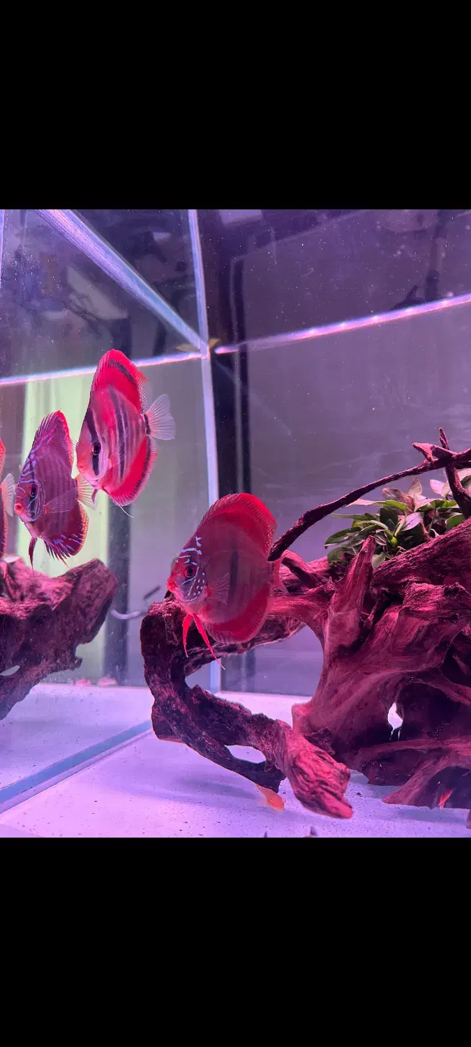 فروش پنج عدد دیسکس چهار و نیم پنج اینچ|ماهی|چالوس, |دیوار