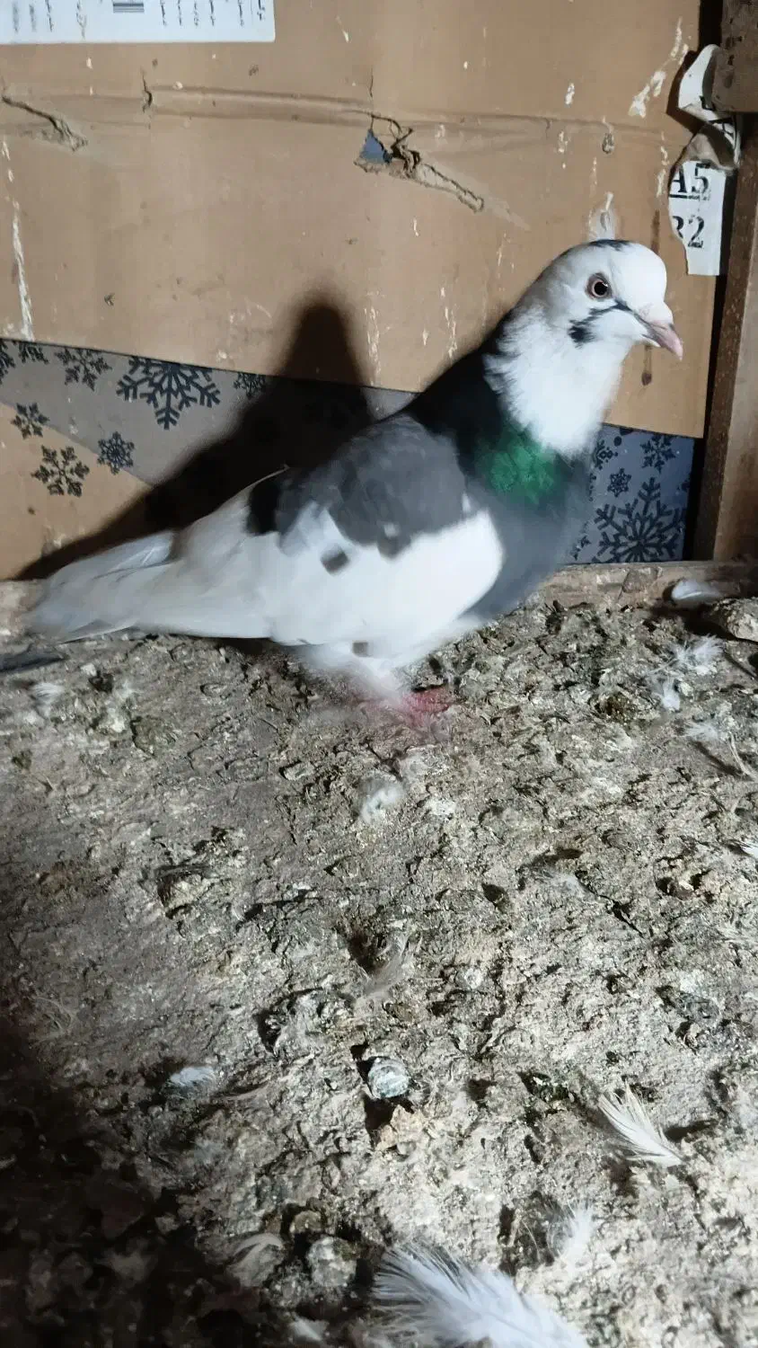 کبوتر|پرنده|لولمان, |دیوار