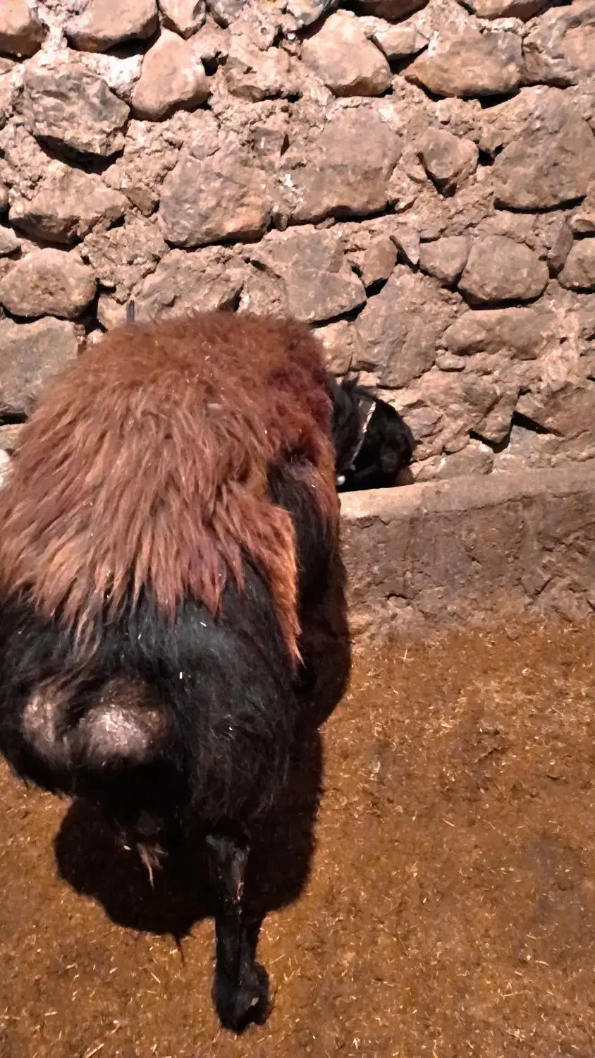 قوچ قره قزل|حیوانات مزرعه|صحنه, |دیوار