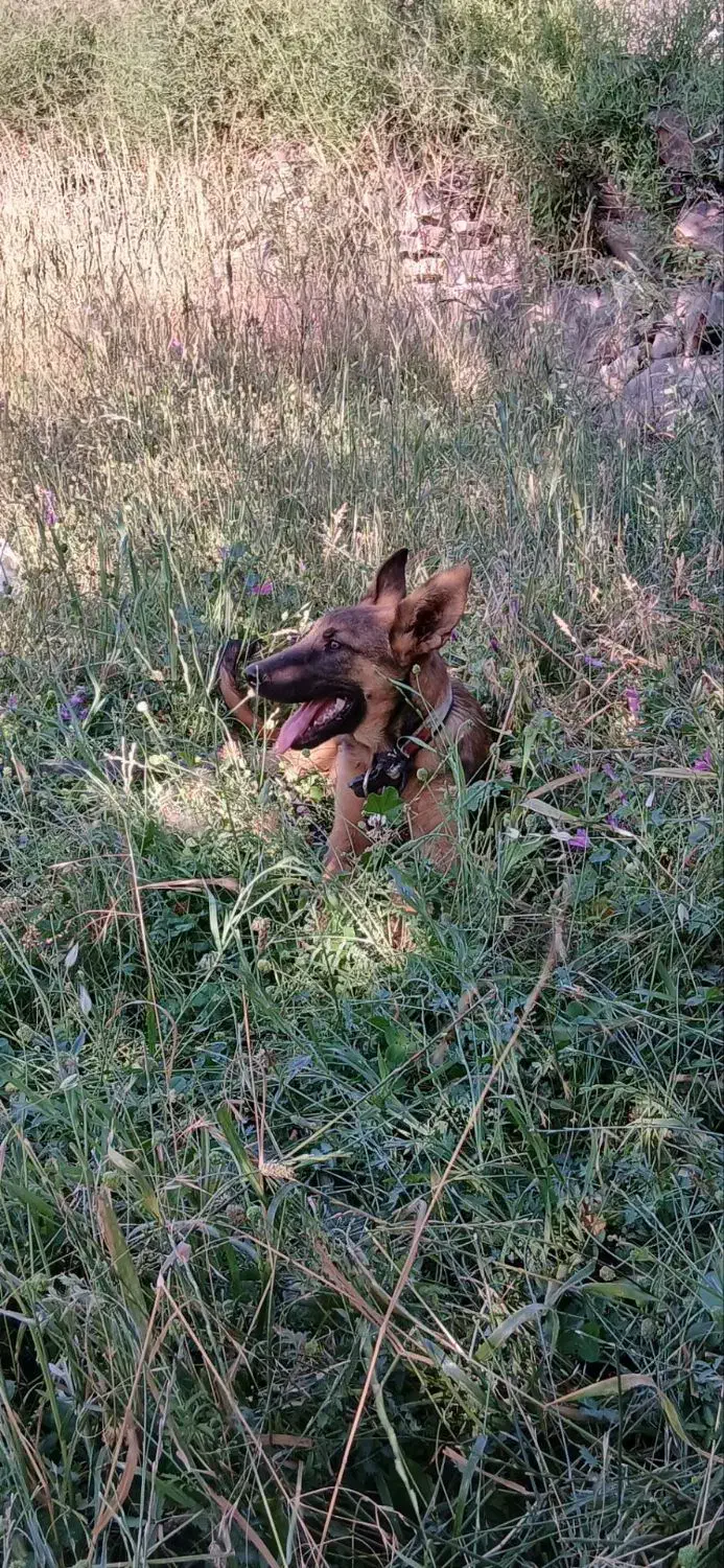 فروش سگ مالیونز|سگ|زرند, |دیوار