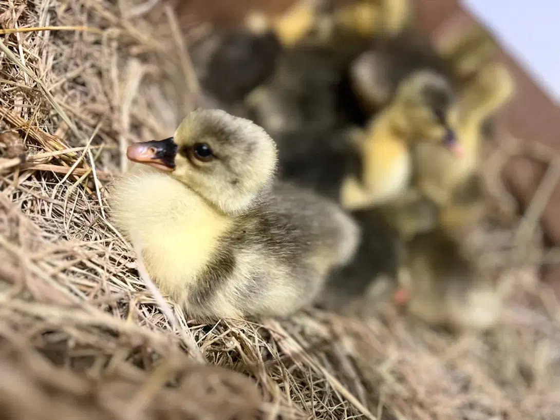 بچه غاز|حیوانات مزرعه|چمستان, |دیوار