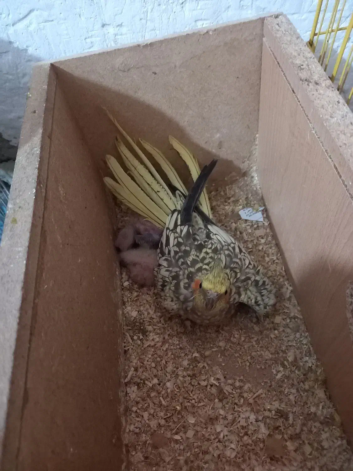 عروس با جوجه|پرنده|بندر ماهشهر, |دیوار