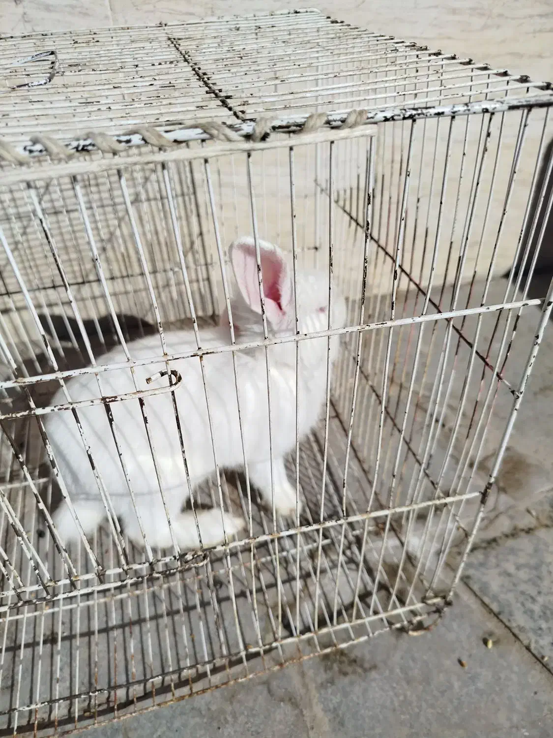 خرگوش|موش و خرگوش|نیشابور, مازول|دیوار