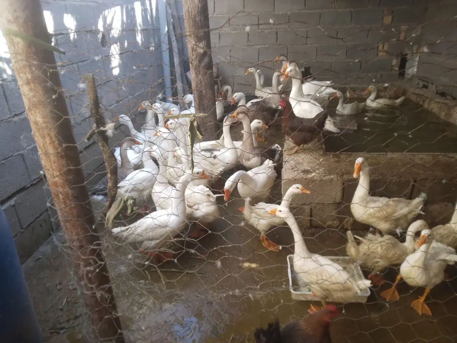 قاض|حیوانات مزرعه|آبادان, |دیوار