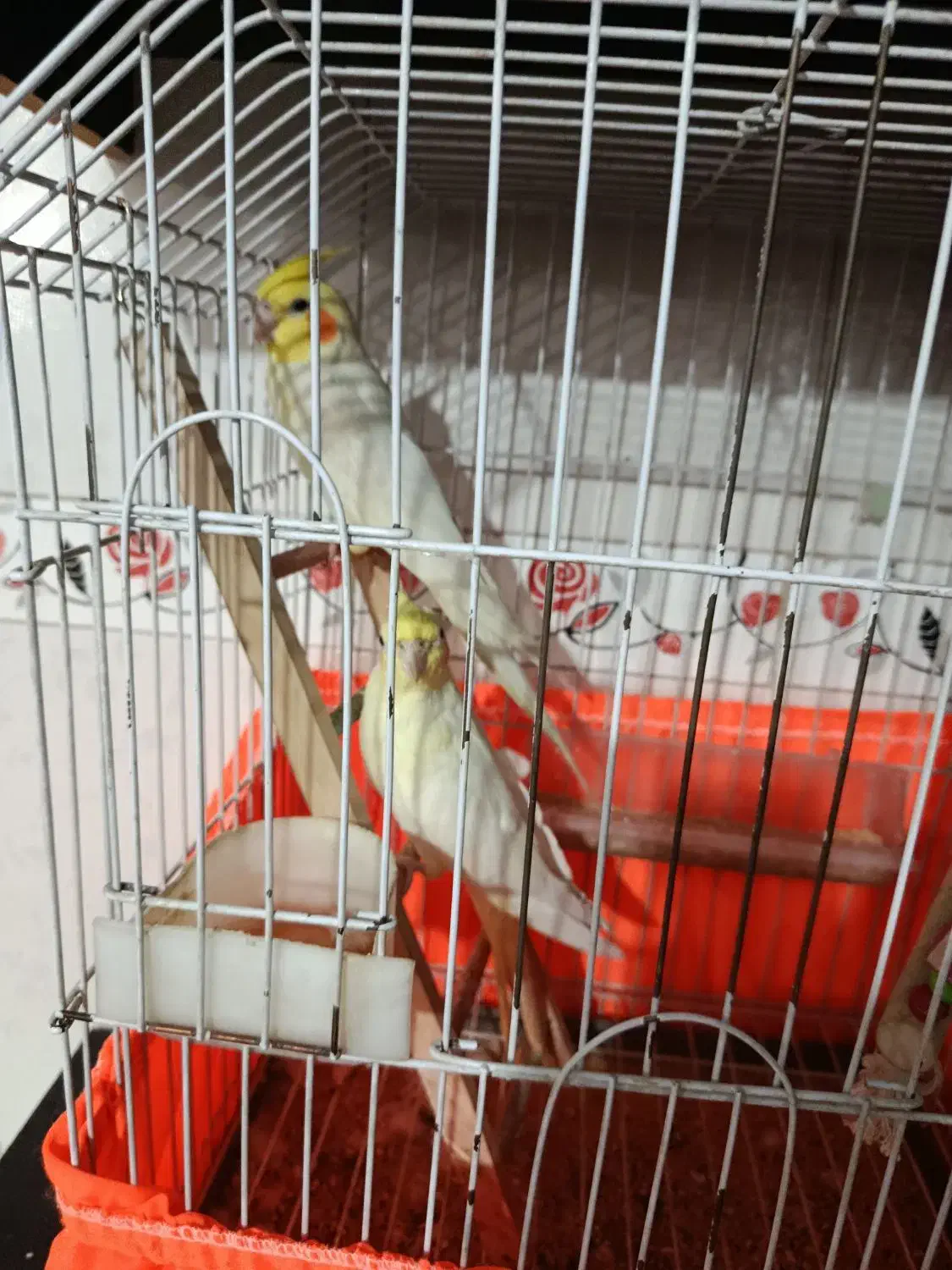 پرندگان|پرنده|کیاشهر, |دیوار