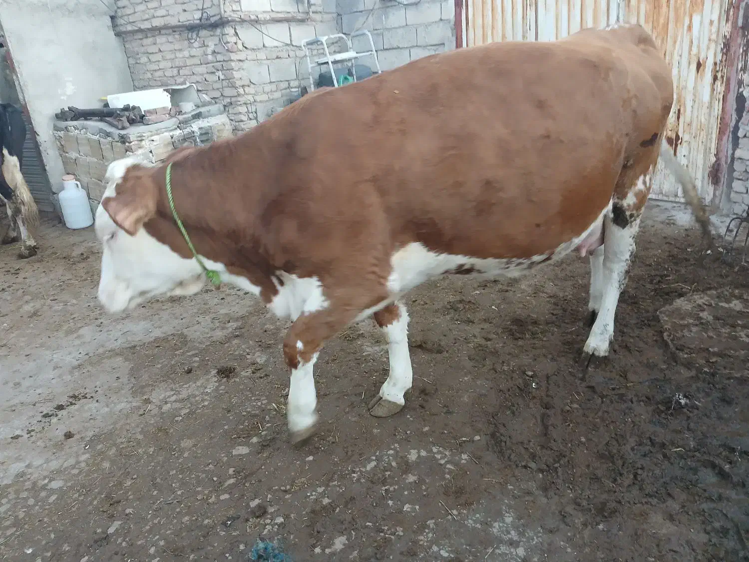 گاوسمیتال باگوساله قرمز|حیوانات مزرعه|اهر, |دیوار