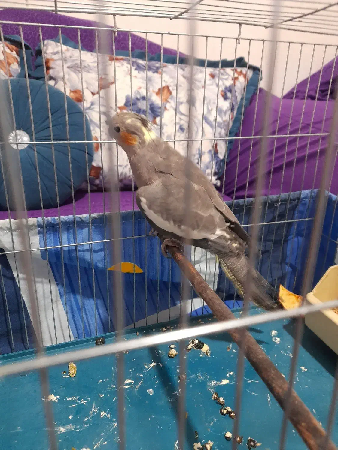 عروس هلندی ماده جوان یک ملیون سالم به شرط|پرنده|شهریار, شهریار|دیوار