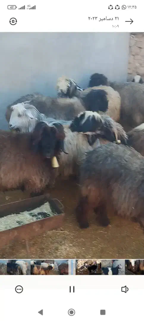 فوری فوری دزدیدن 7میش با یه بز|حیوانات|دزپارت, |دیوار