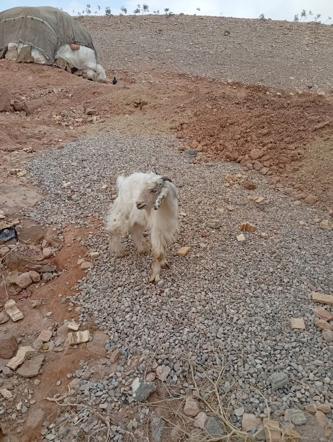 بی نر چپش بز|حیوانات مزرعه|اندیمشک, |دیوار